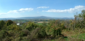 Brush Clearing